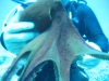 Underwater 19
